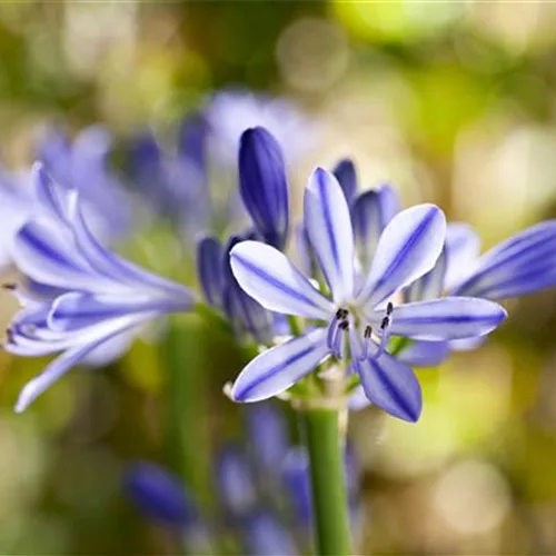 Schmucklilien im Topf - Tipps zum Umtopfen