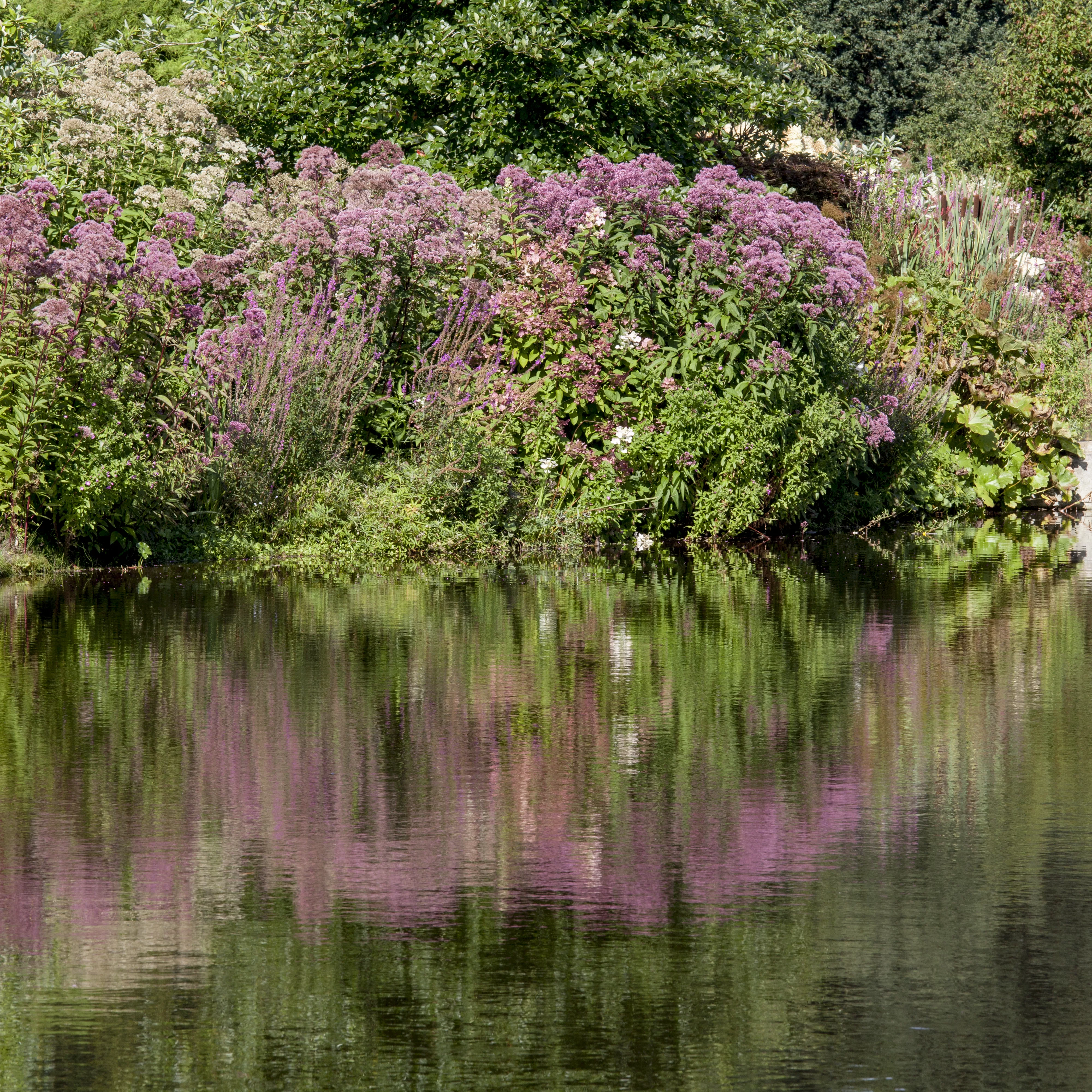 Natürliche Algenbekämpfung im Teich