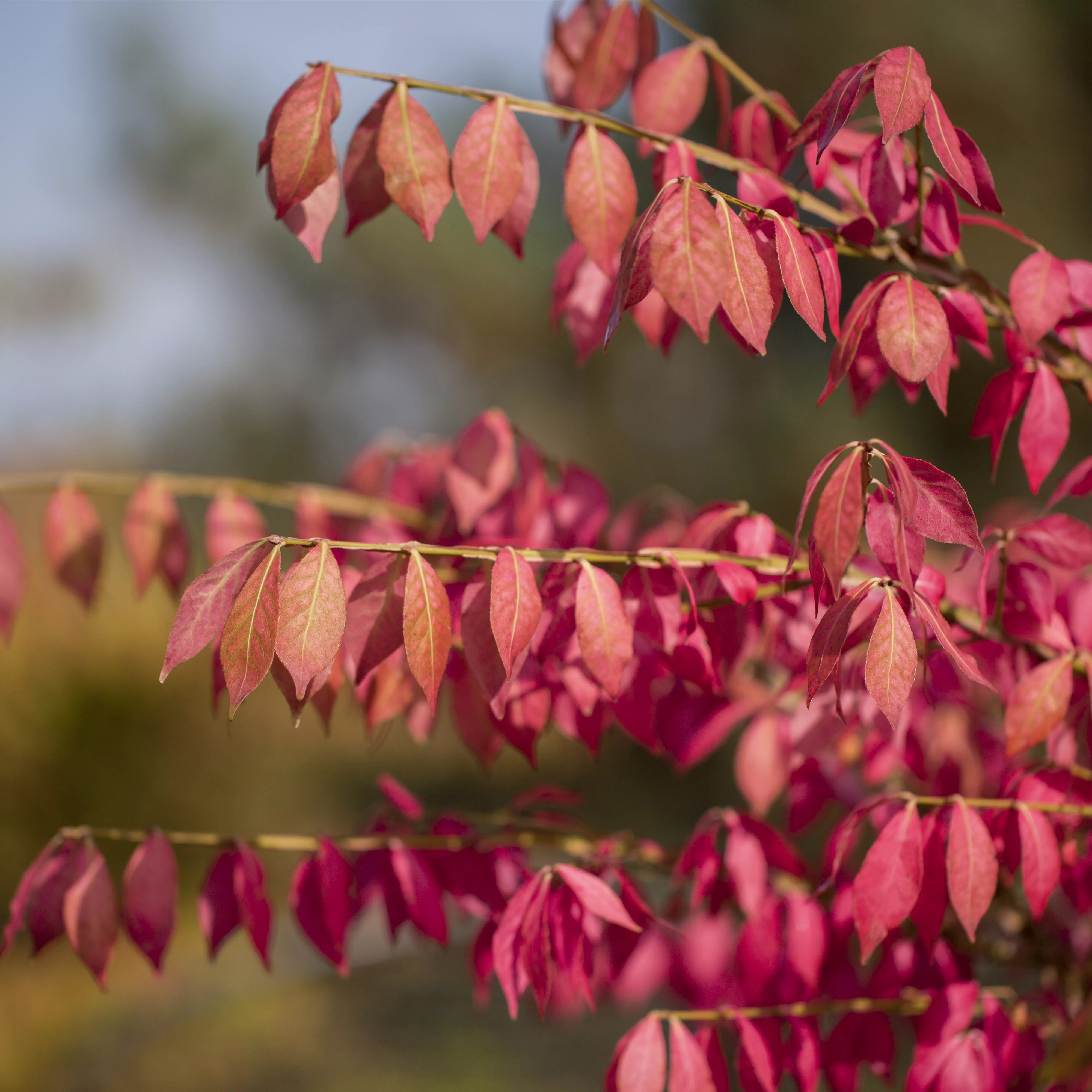 Was tun mit dem Herbstlaub?