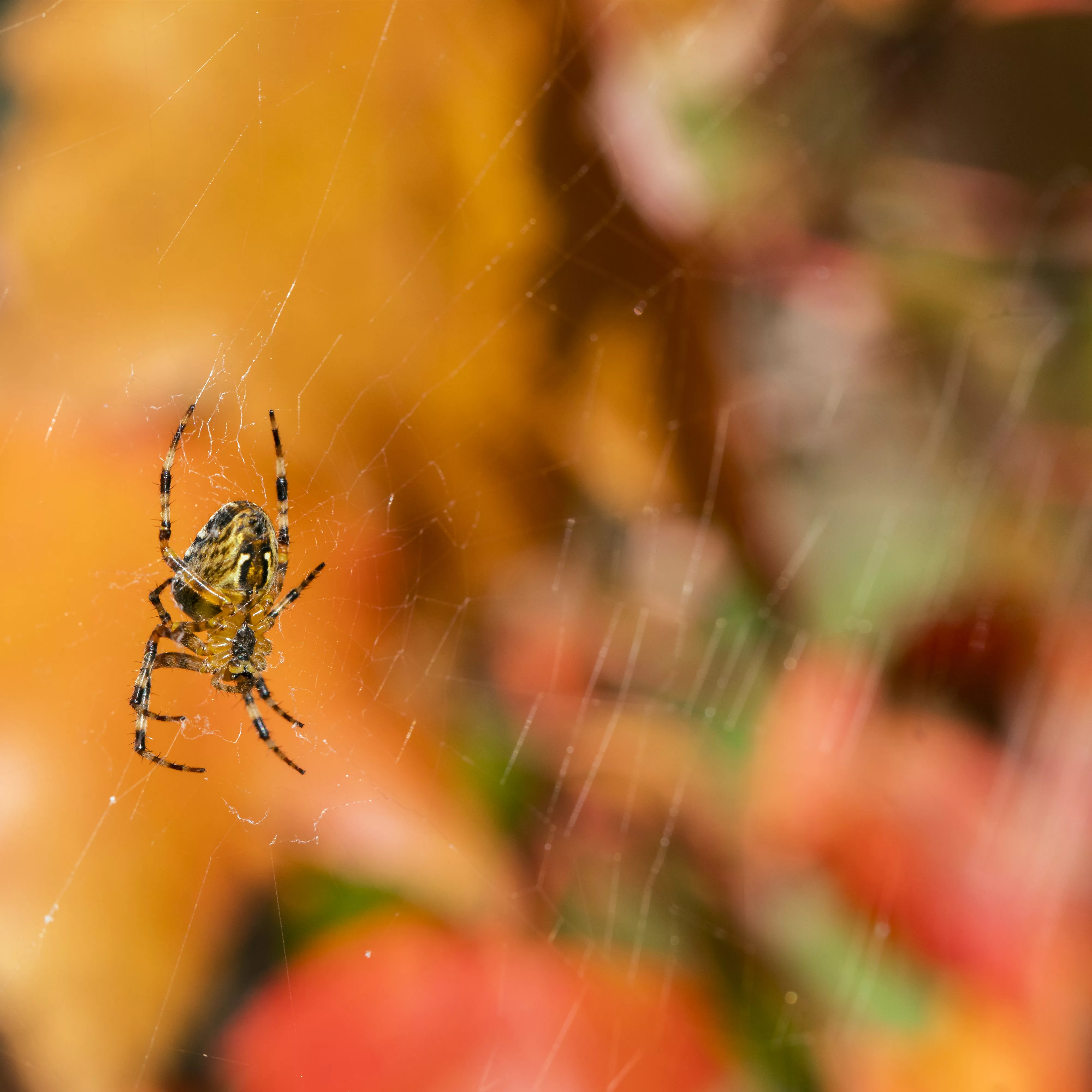 Spinne, Schnecke und Co. schützen