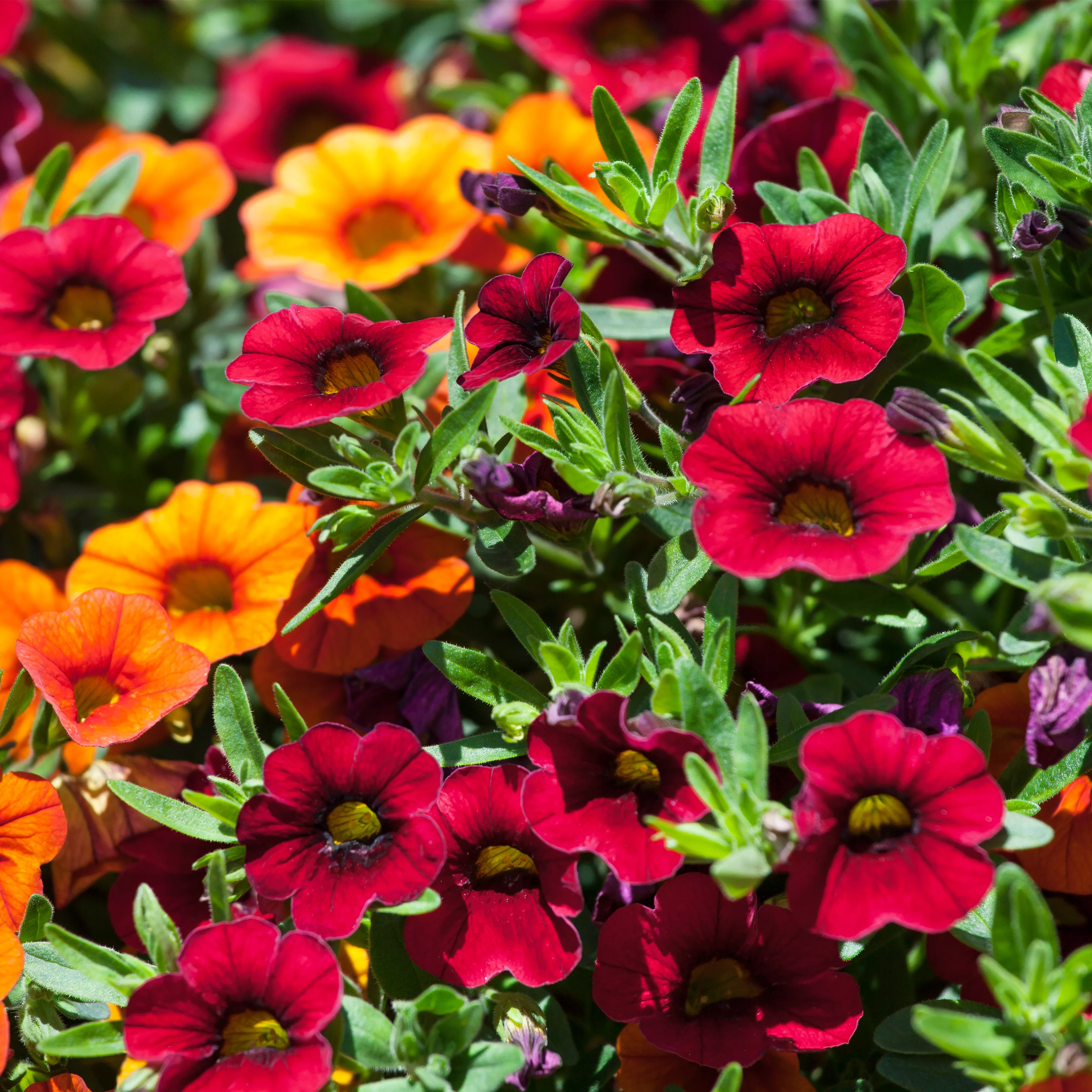 So blüht Balkon und Garten im Sommer auf!