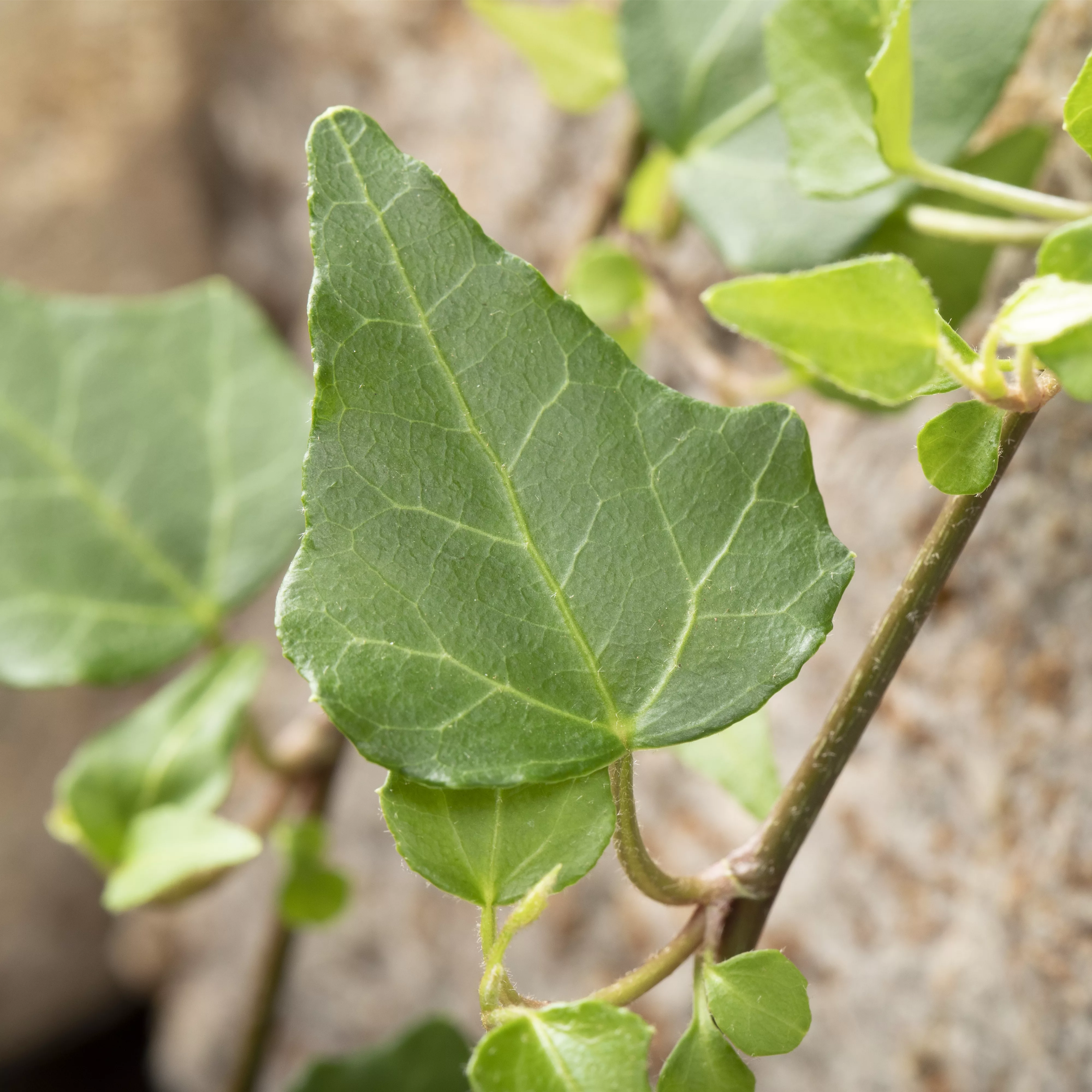 Kletter- und Schlingpflanzen für den Garten