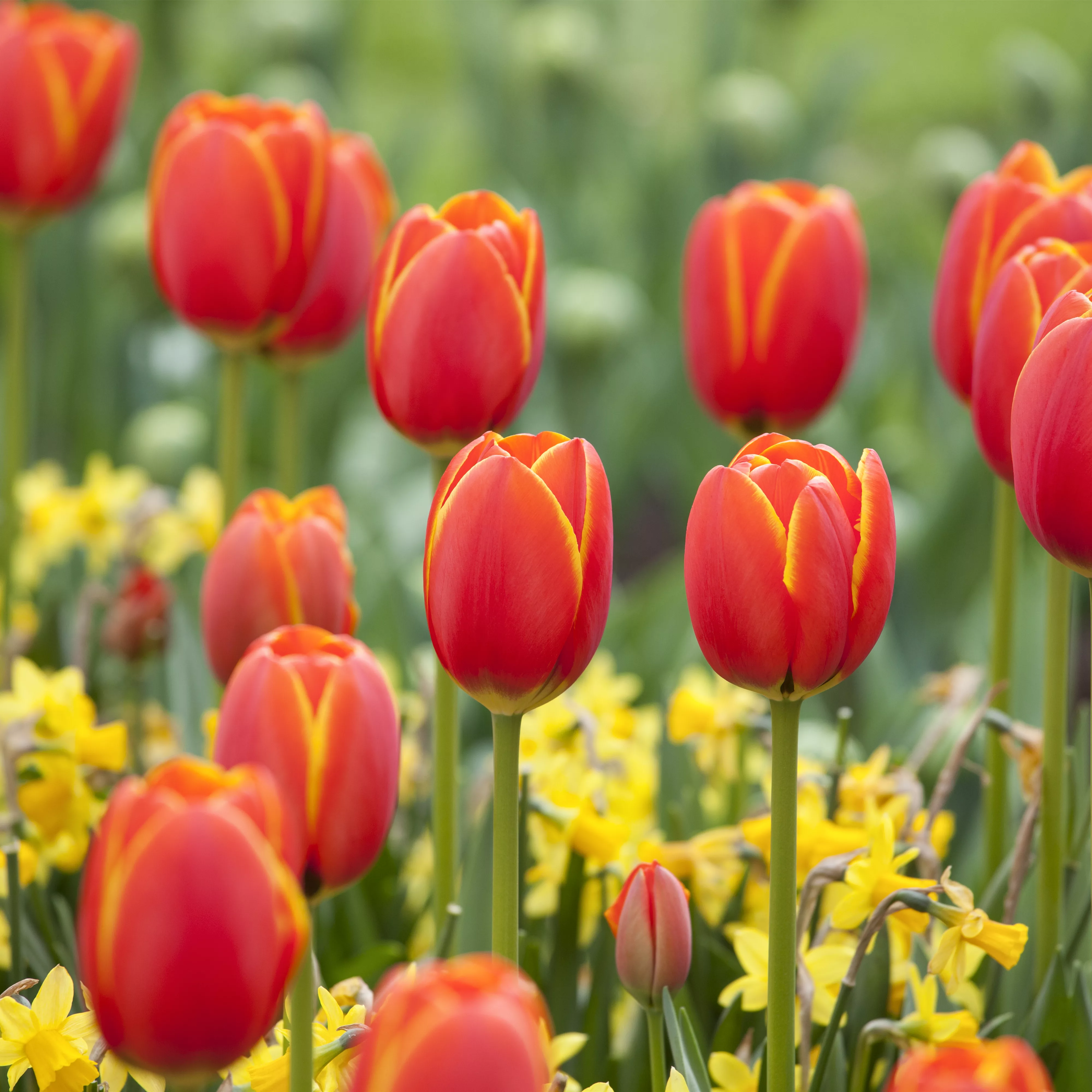 Der Feng-Shui-Garten für die Gesundheit