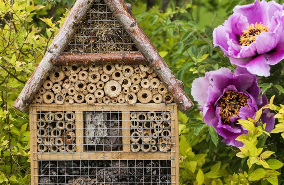 Nektargarten für Bienen und Schmetterlinge