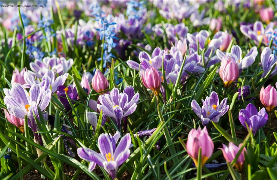 Blumenzwiebeln: Von null auf blühend