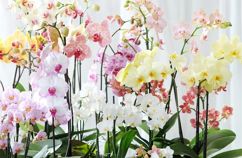 Pflanze des Monats Januar 2021: Phalaenopsis