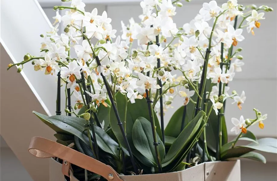 Pflanze des Monats Januar 2021: Phalaenopsis