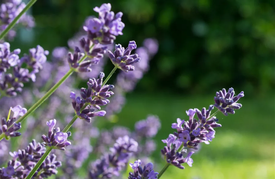 Kräuter, Bienen & Insekten