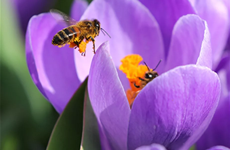 Blumenzwiebelzauber im Frühjahr