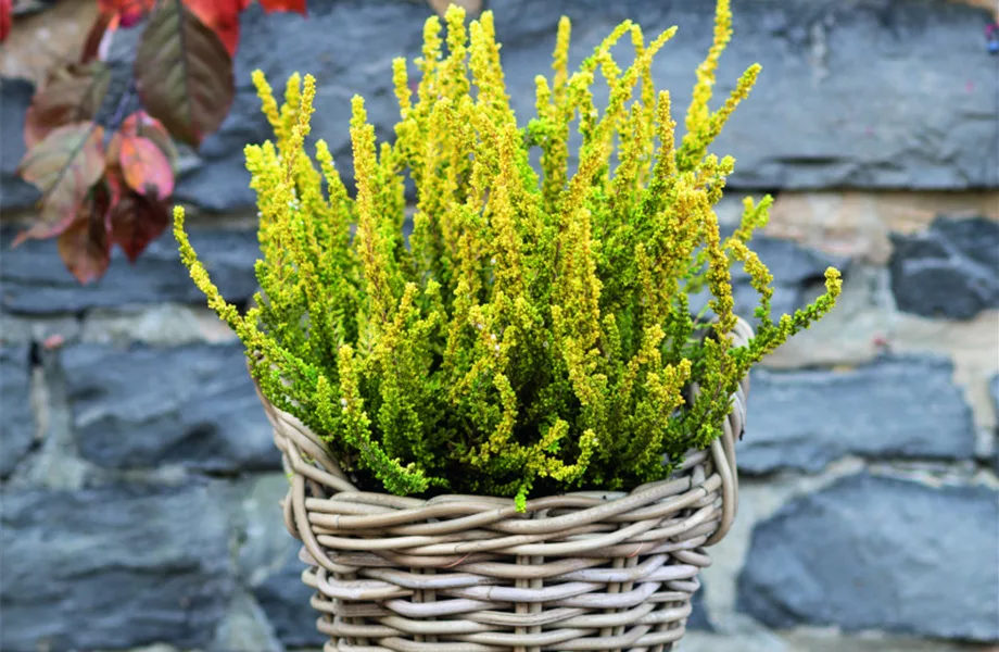 Herbstliche Balkonbepflanzung