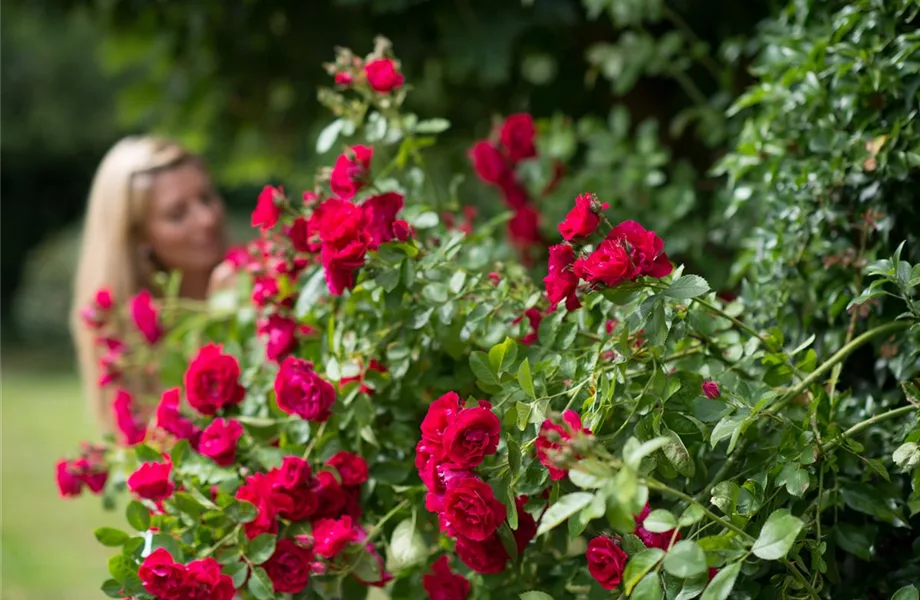 Insektenfreundliche Rosen und ihre Begleiter