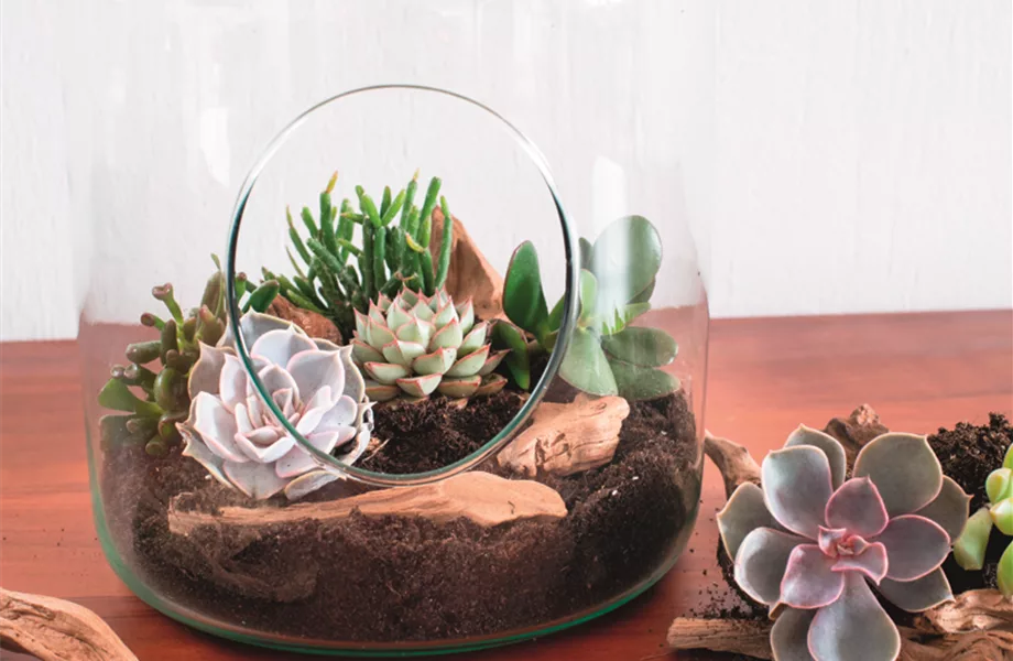 DIY-Tipp Oktober: Sukkulenten-Terrarien