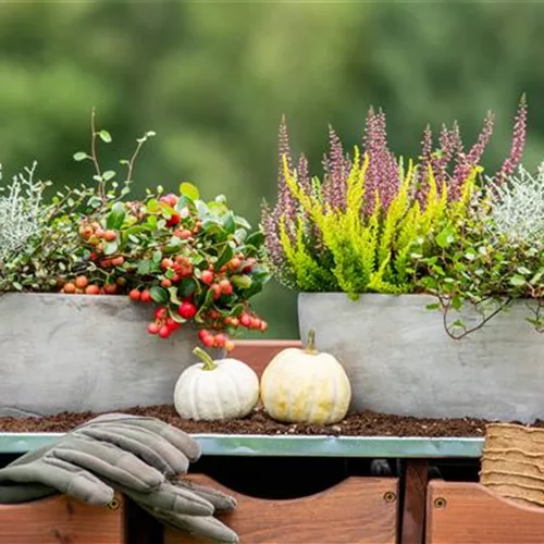 Der schöne Balkonkasten im Herbst