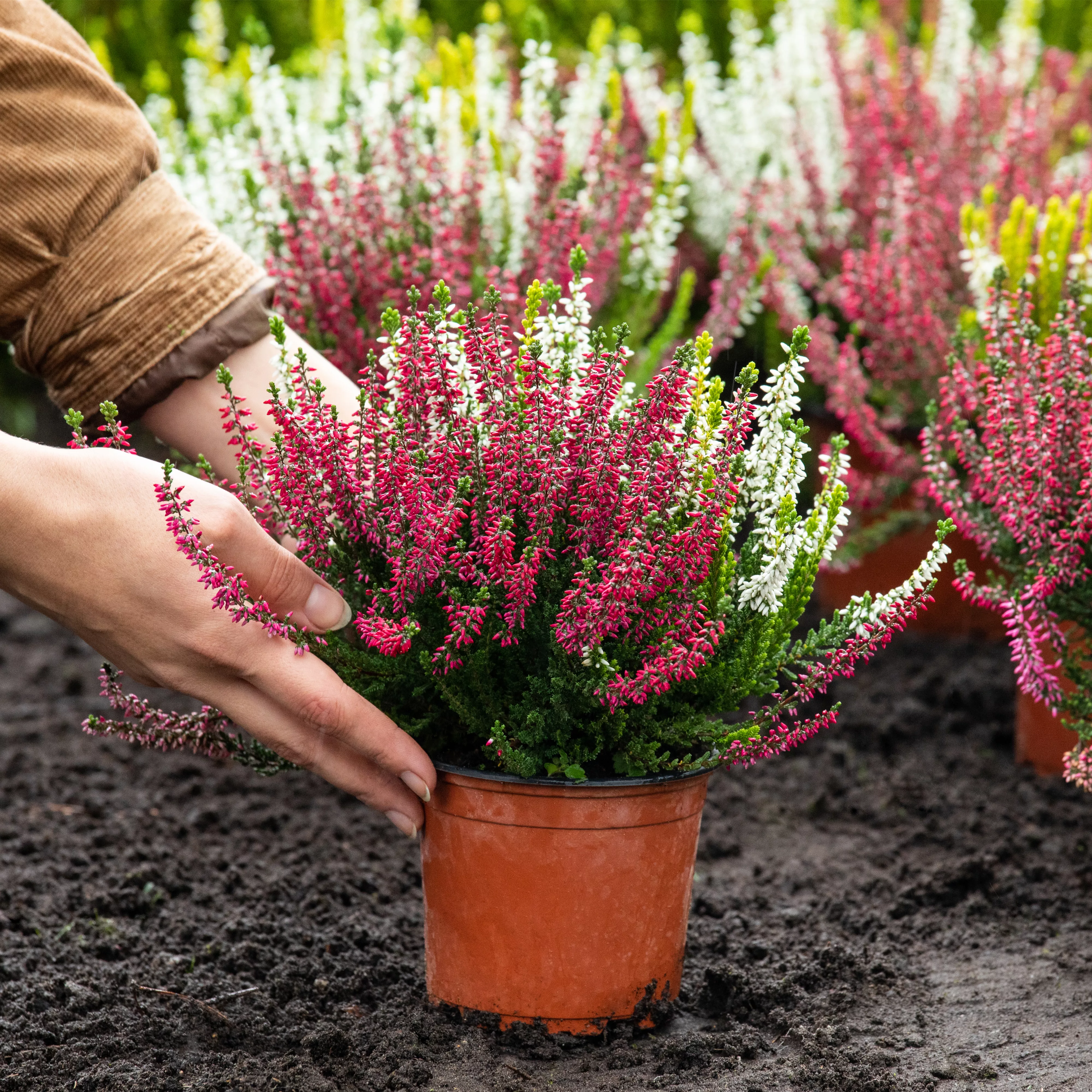 Der Heidegarten: Idylle für Zuhause