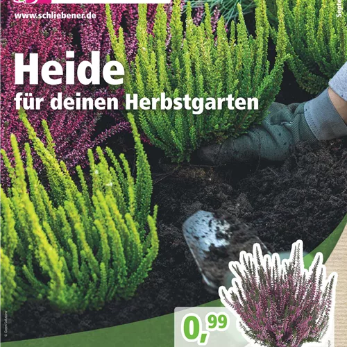 Betty Blüh Ausgabe 5-2022