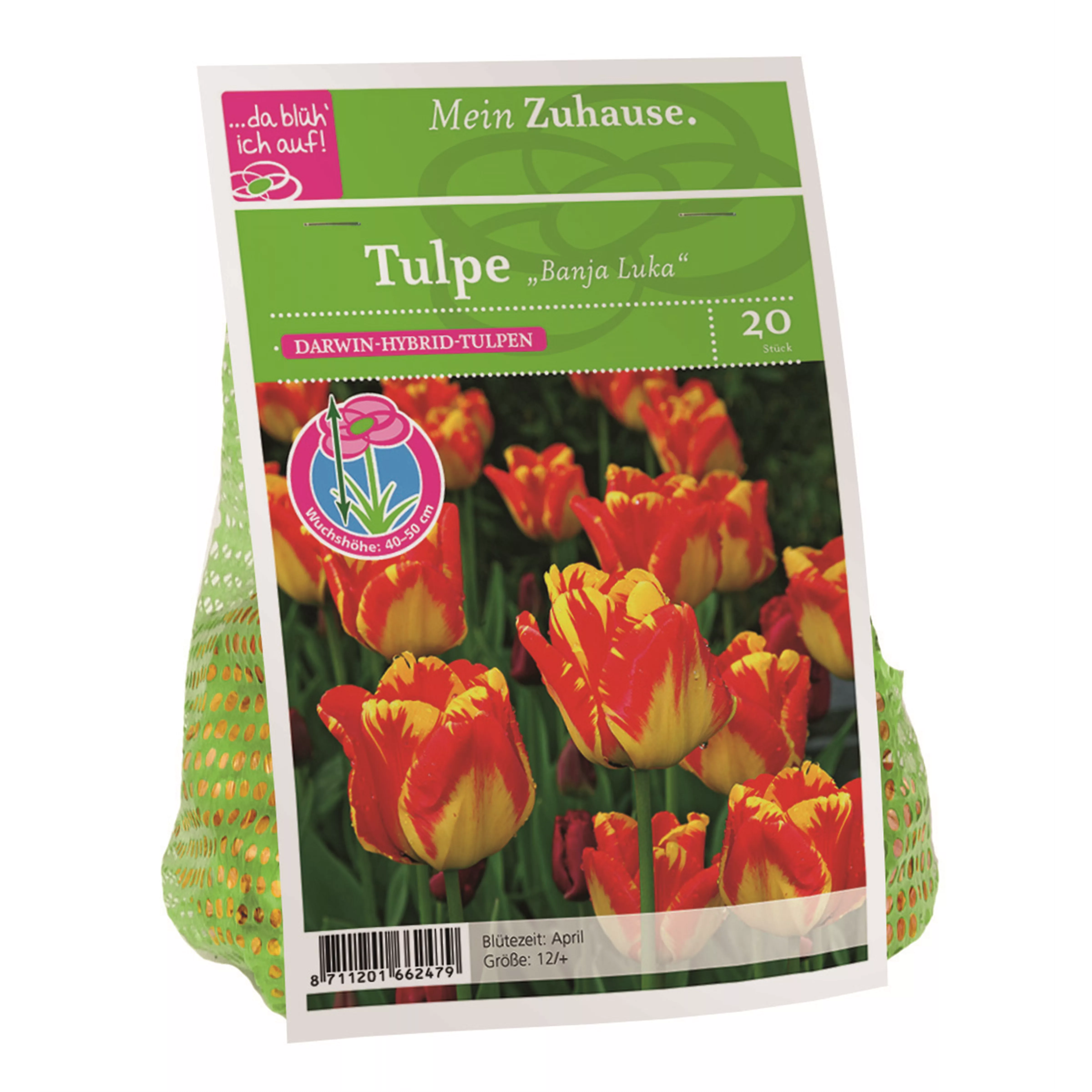 Blumenzwiebel Tulpe 'Banja Luka'