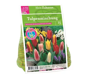 Blumenzwiebel Tulpe Kaufman. Misch.