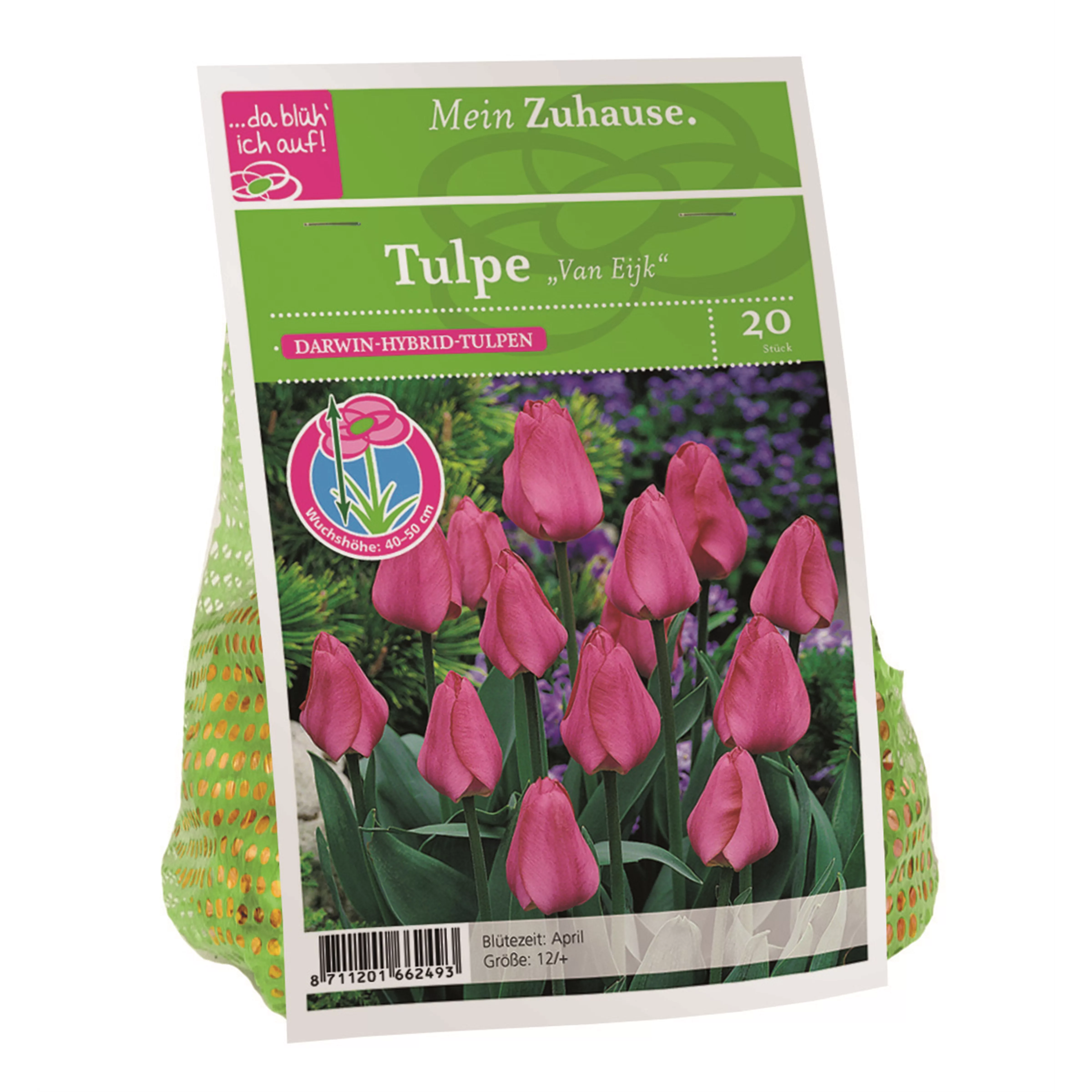 Blumenzwiebel Tulpe 'Van Eijk'