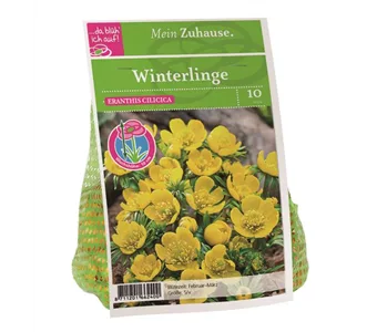 Blumenzwiebel Winterlinge gelb