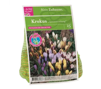 Blumenzwiebel Krokus Spezies Mischung