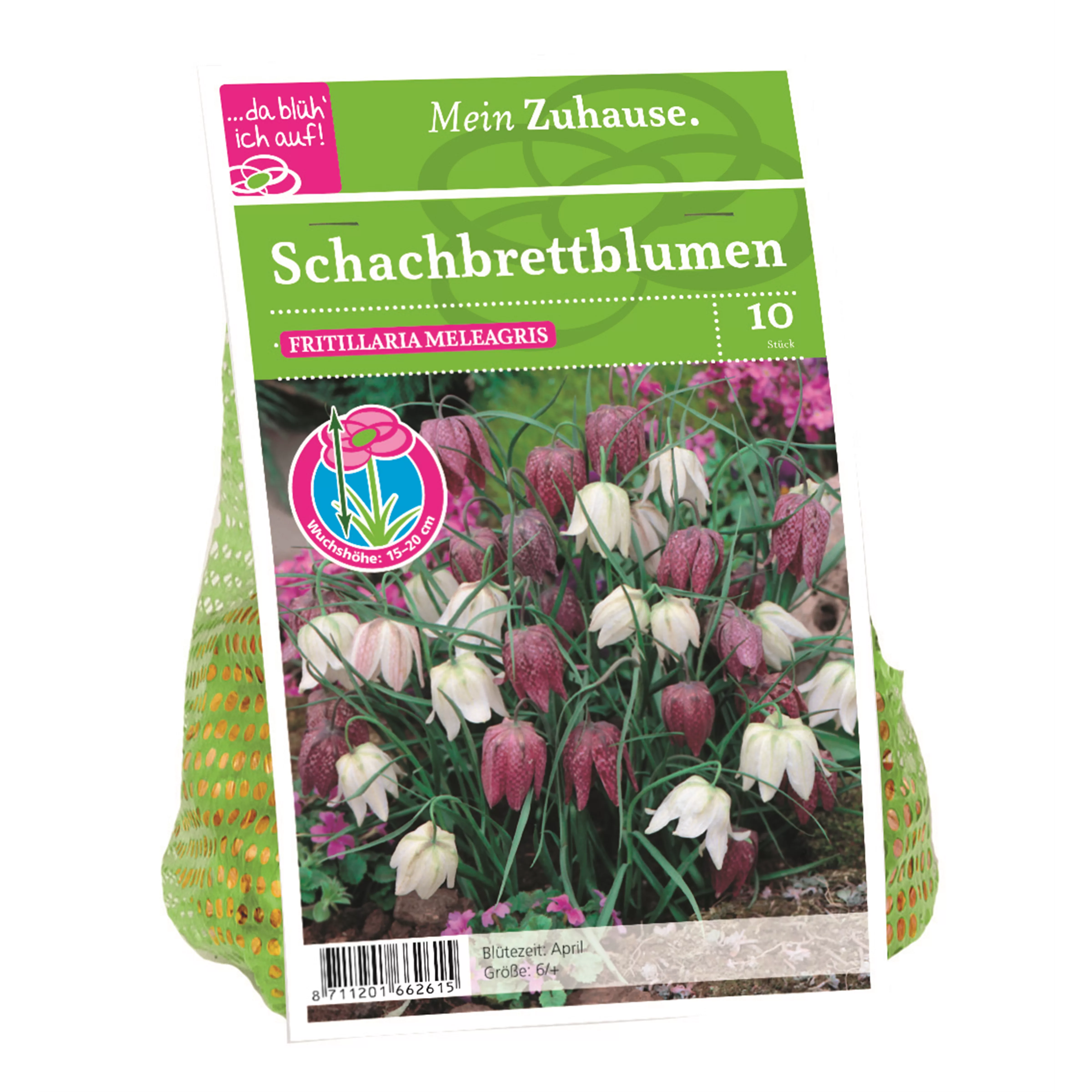 Blumenzwiebel Schachbrettblumen